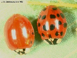 Asian Lady Beetle