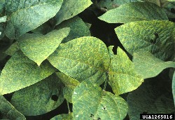 Soybean Rust