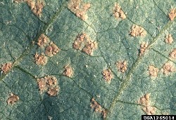 Soybean Rust