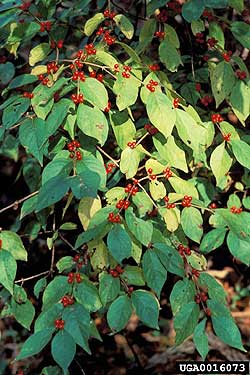 Amur Honeysuckle	