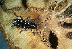 Asian Longhorned Beetle