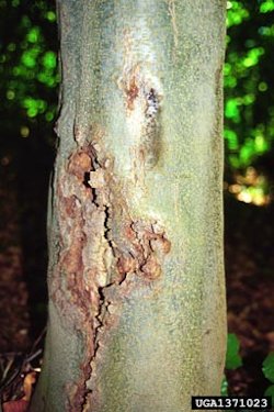 Beech_Bark_Disease1