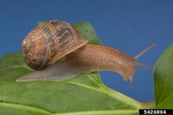 Brown_Garden_Snail2