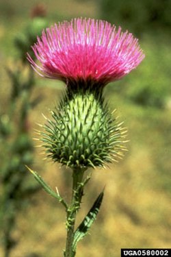 Bull Thistle