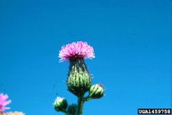 Canada Thistle