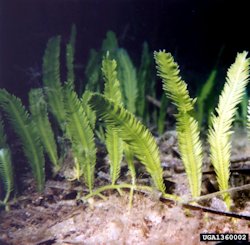 Caulerpa_taxifolia1