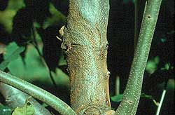 Chestnut Blight	