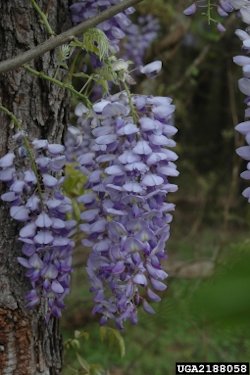 Chinese Wisteria1