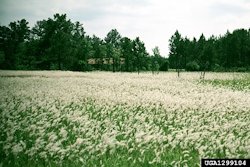 Cogongrass