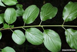 Common Buckthorn1