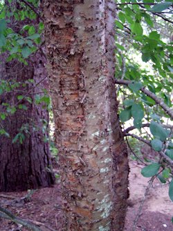 Common Buckthorn2