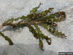 Curly_Leaved_Pondweed1