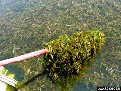 Curly_Leaved_Pondweed2