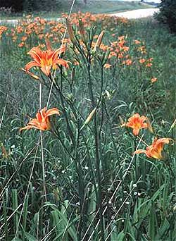 Daylily	