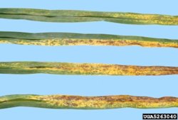 Daylily Rust