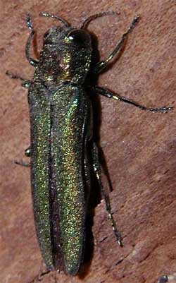 Emerald Ash Borer