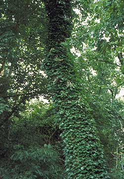 English Ivy	