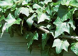 English Ivy	