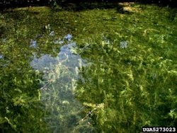 Eurasian Watermilfoil1