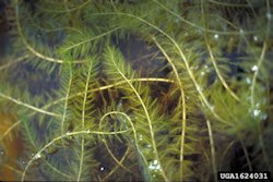 Eurasian Watermilfoil2