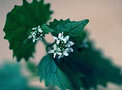 Garlic Mustard