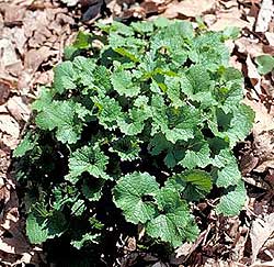 Garlic Mustard