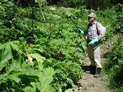 Giant Hogweed