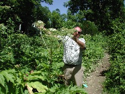 Giant Hogweed