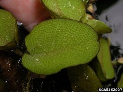 Giant Salvinia1