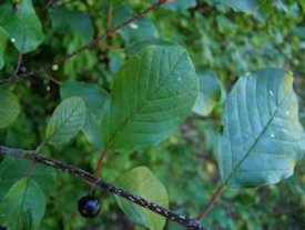 Glossy Buckthorn