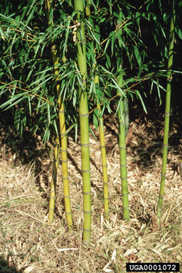 Golden Bamboo