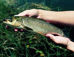 Grass Carp