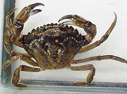 Green Crab