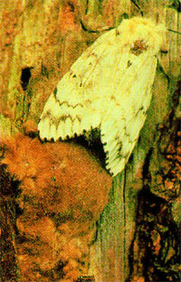 Gypsy Moth