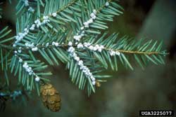 Hemlock Woolly Adelgid