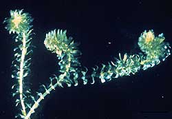 Hydrilla	