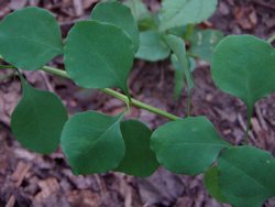 Japanese Barberry2