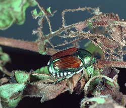 Japanese Beetle