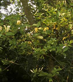 Japanese Honeysuckle	