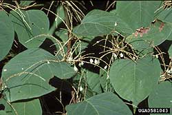 Japanese Knotweed	