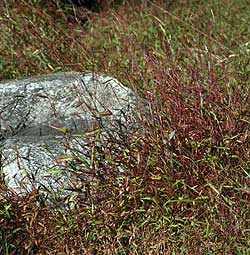 Japanese Stiltgrass	