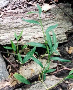 Japanese Stiltgrass	