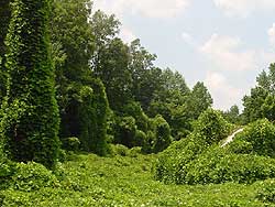 Kudzu	