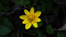 Lesser Celandine1