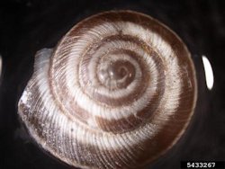 Maritime Garden Snail