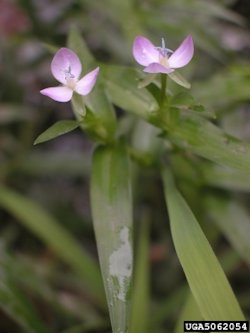 Marsh Dayflower