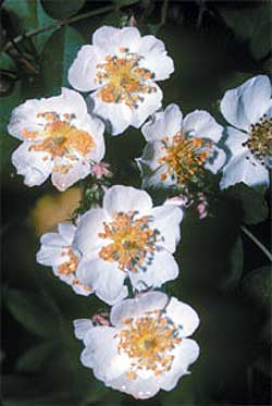 Multiflora Rose