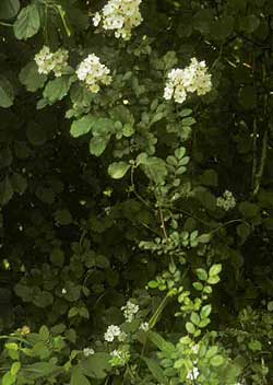 Multiflora Rose