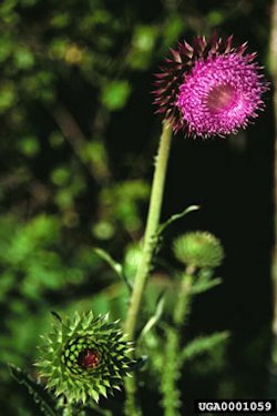 Musk Thistle