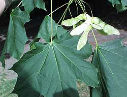 Norway Maple	